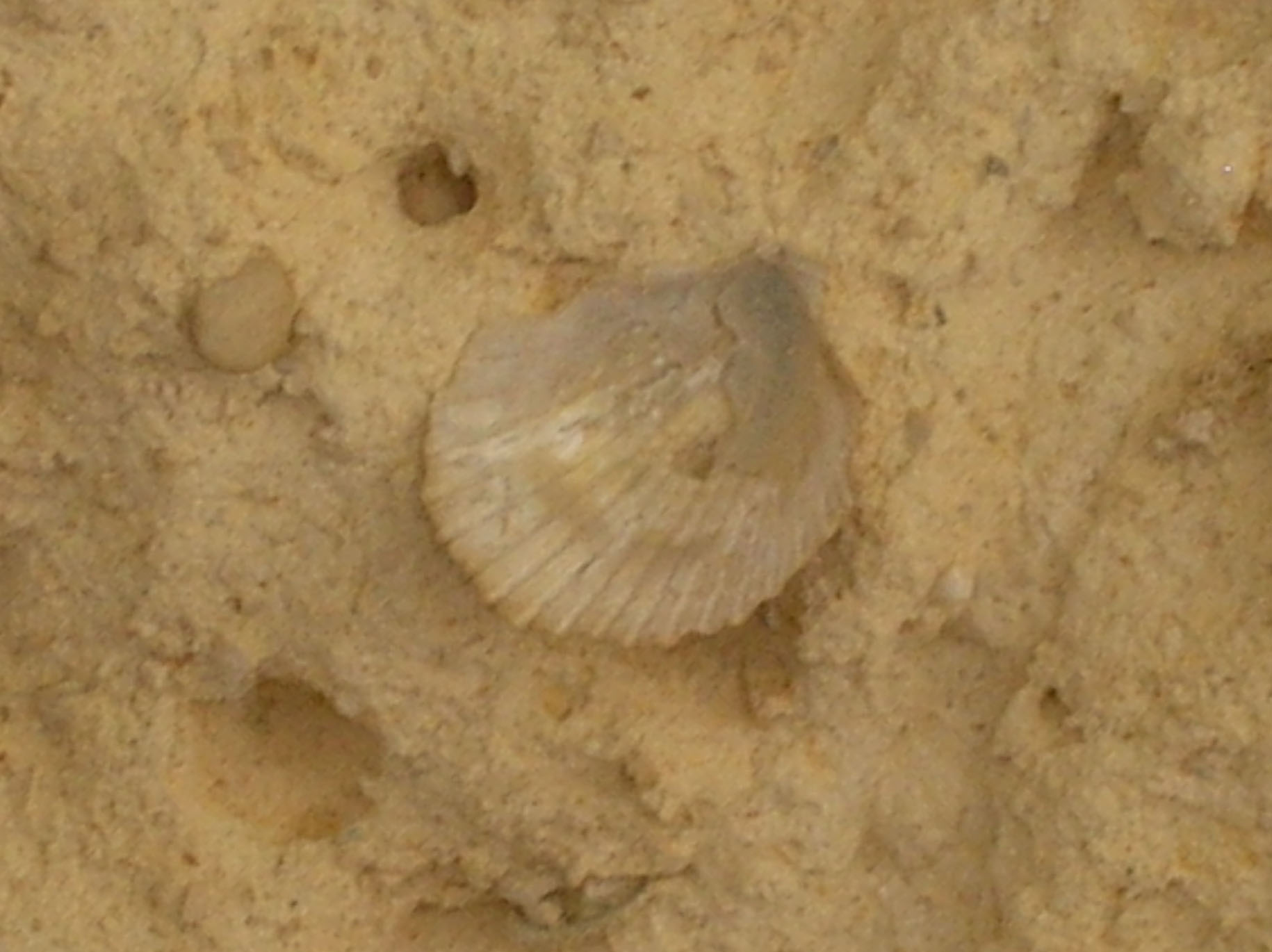 Fossili calcareniti